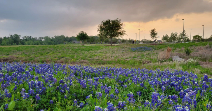 Texas bluebonnets Sugar Land Texas — family law attorney Sugar Land TX