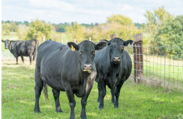 Black Angus cattle on Willis Texas pasture land &mdash; rural property and agricultural asset division